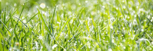Green grass with dew